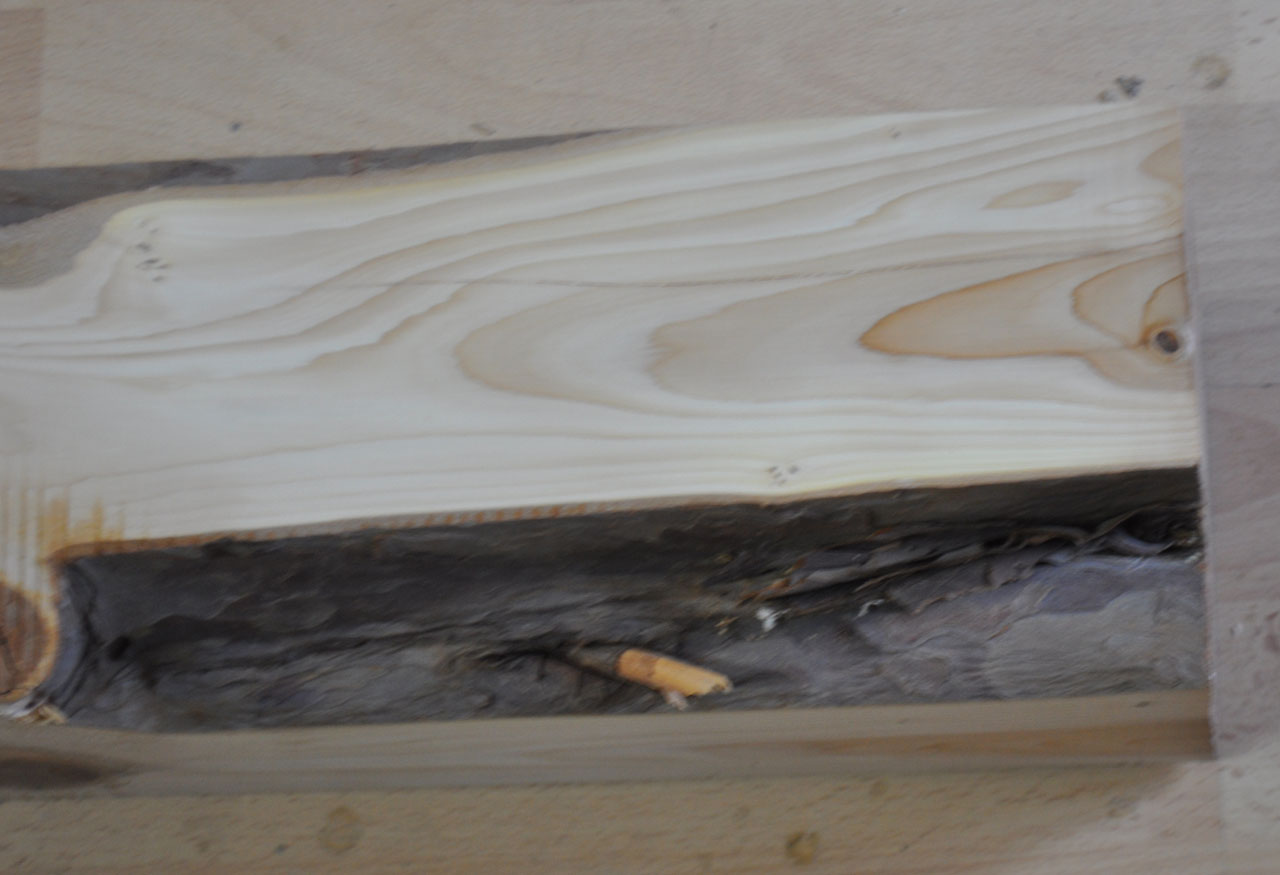 Eibe zum drechseln - 1202