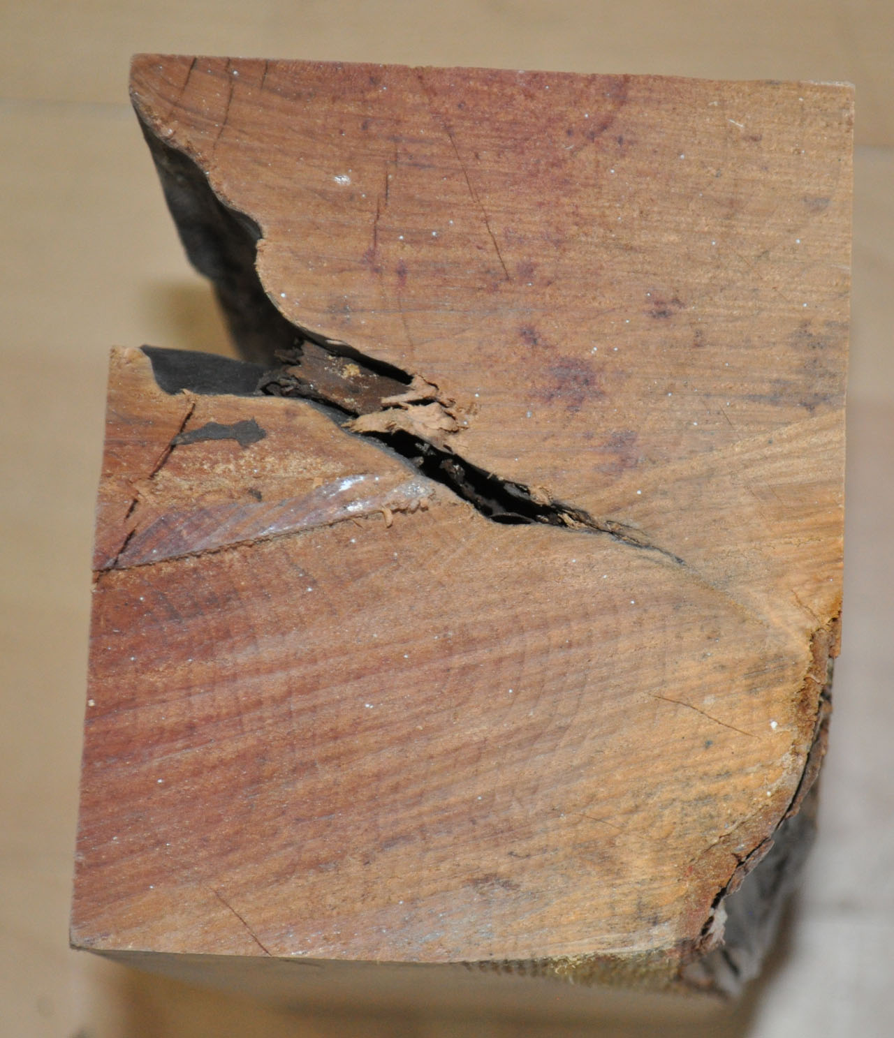 Eibe zum drechseln - 1205